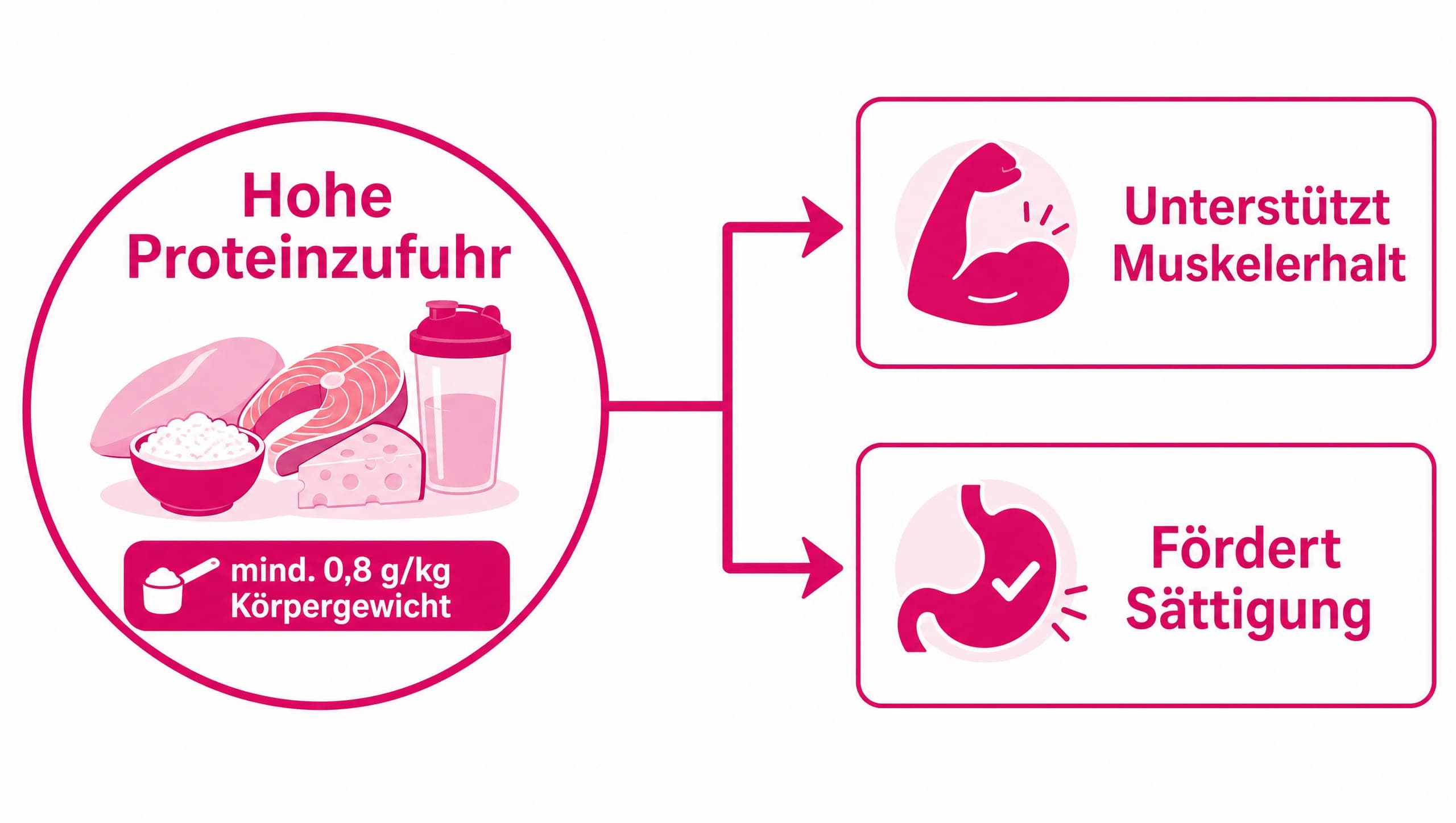Pfeil von "Hohe Proteinzufuhr" zu "Muskelerhalt & Sättigung". Zahlenangabe: "mind. 0,8 g/kg".