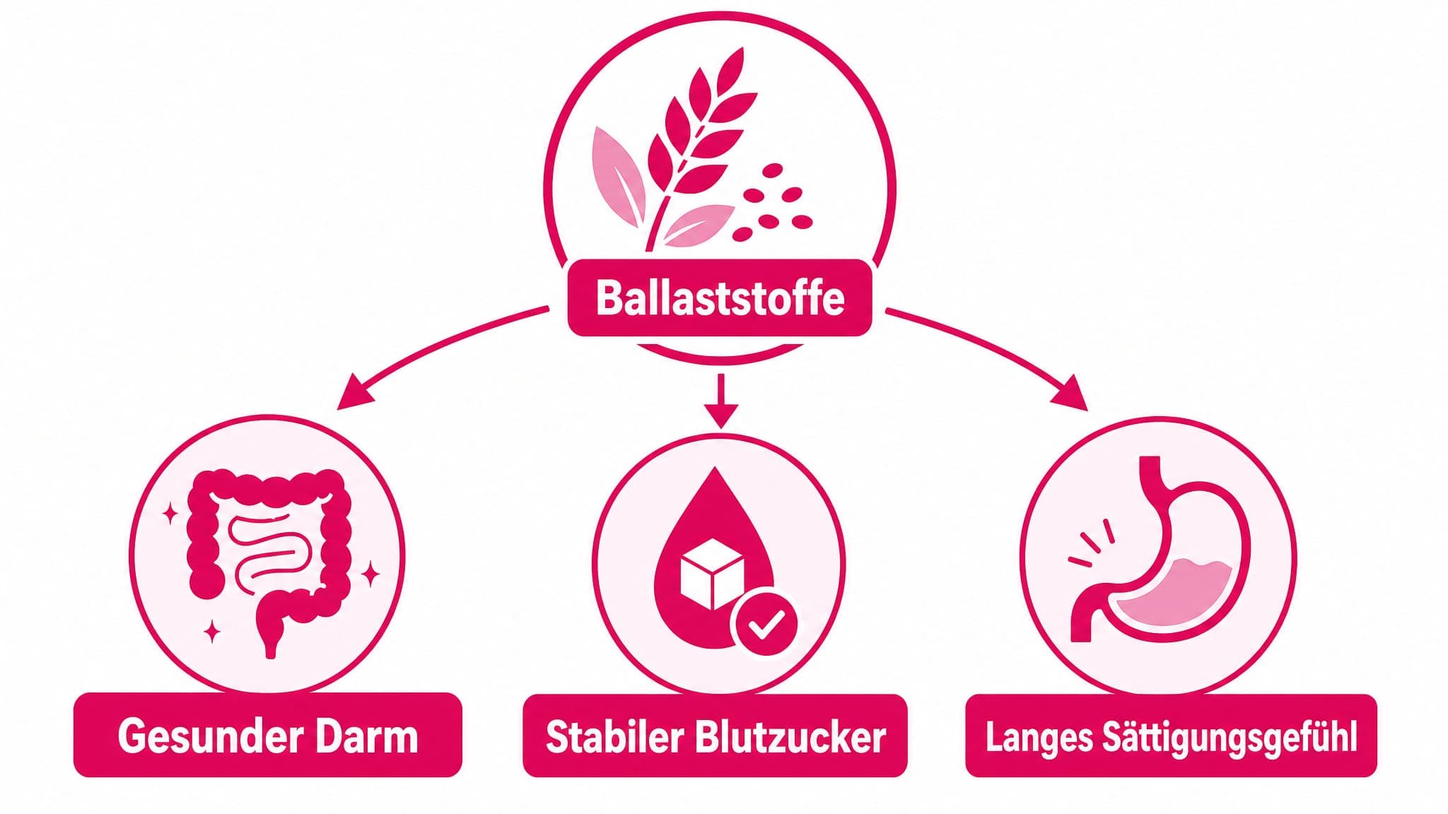 Ein Flussdiagramm zeigt, wie Ballaststoffe verschiedene positive Effekte auf den Körper haben, von der Darmgesundheit bis zur