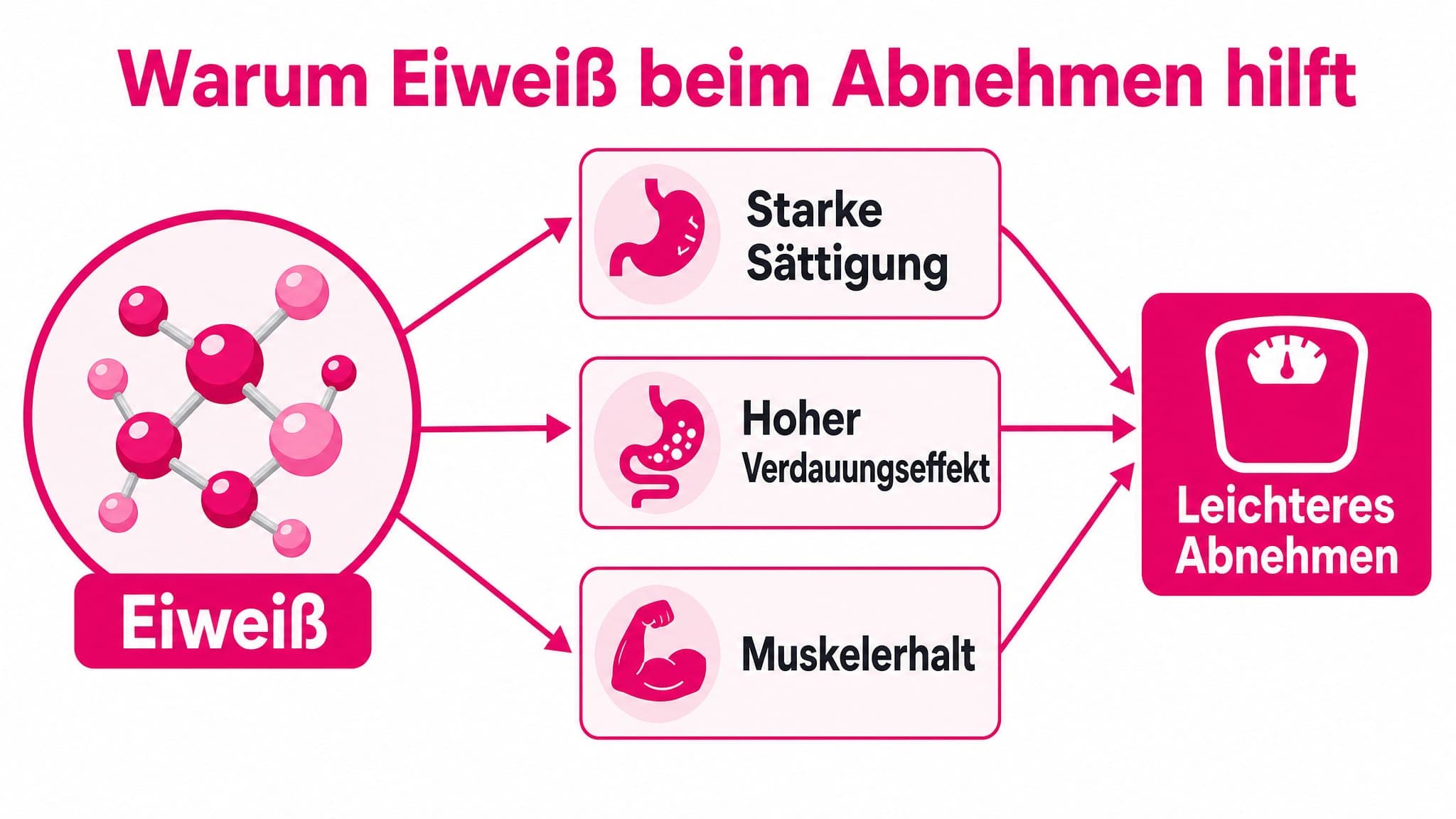 Pfeile zeigen von "Eiweiß" zu drei Kästen: "Starke Sättigung", "Hoher Verdauungseffekt" und "Muskelerhalt", die alle zu "Leic