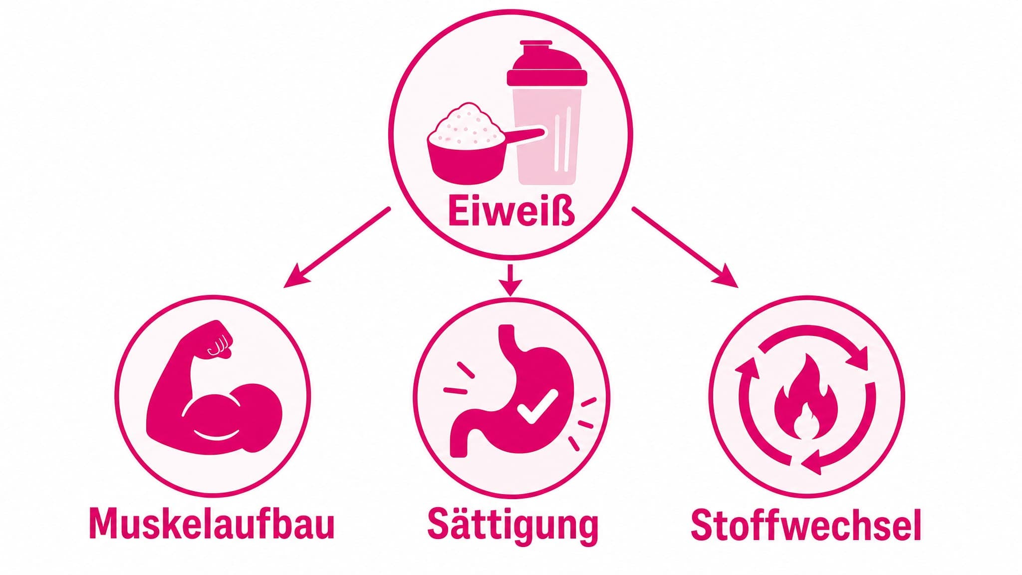 Ein zentrales Symbol für "Eiweiß" strahlt Pfeile aus zu Symbolen für "Muskelaufbau", "Sättigung" und "Stoffwechsel".