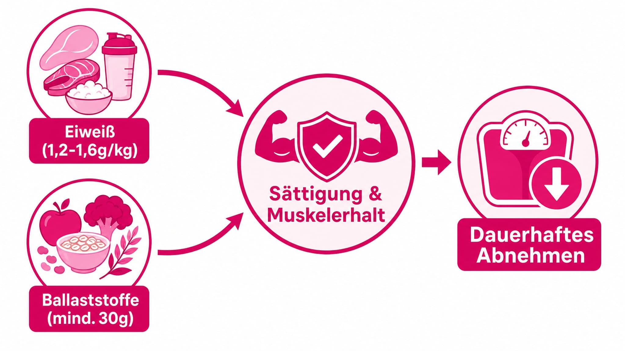 Infografik zeigt, wie Eiweiß und Ballaststoffe zu Sättigung und Muskelerhalt führen, während sie gleichzeitig den Stoffwechse