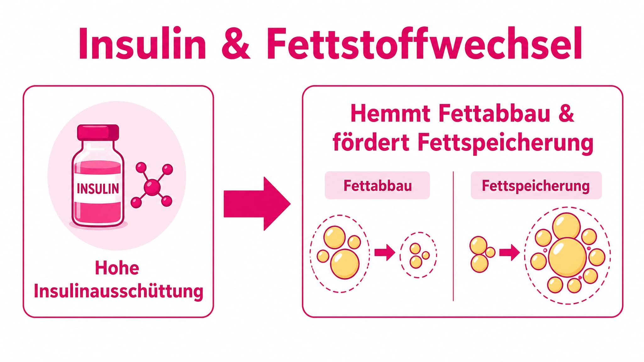 Ursache-Wirkung-Diagramm: Hohe Insulinausschüttung (Ursache) führt zu gehemmtem Fettabbau und erhöhter Fettspeicherung (Wirku