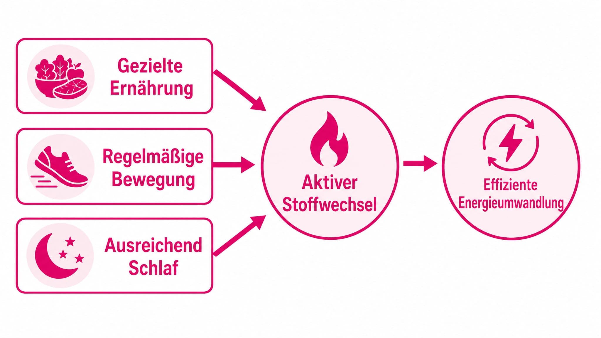 Pfeile zeigen von "Ernährung", "Bewegung" und "Schlaf" zu "Aktiver Stoffwechsel" und "Effiziente Energieumwandlung".