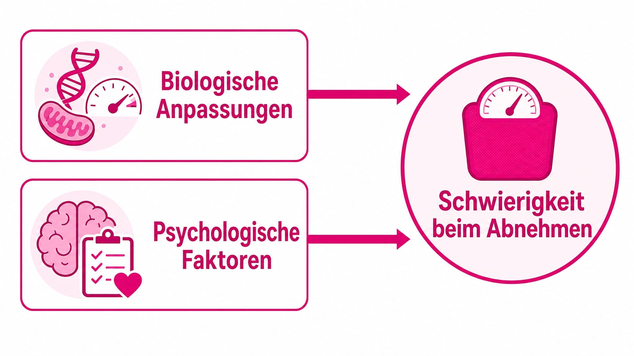 Pfeile zeigen von "Biologische Anpassungen" und "Psychologische Faktoren" zu "Schwierigkeit beim Abnehmen".